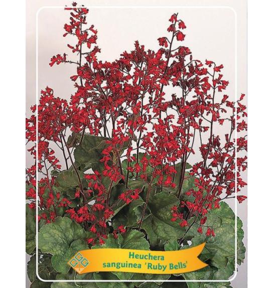 Heuchera sanguinea Ruby BellsØ11