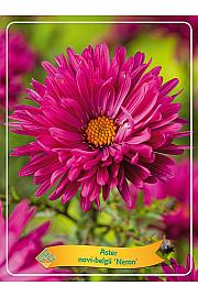 Aster novi-belgii Neron Ø11