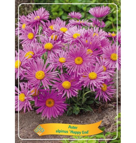 Aster alpinus Happy End Ø11