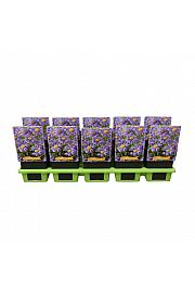 Aster alpinus Violet Ø11