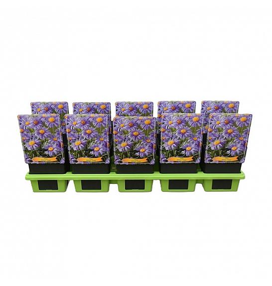 Aster alpinus Violet Ø11