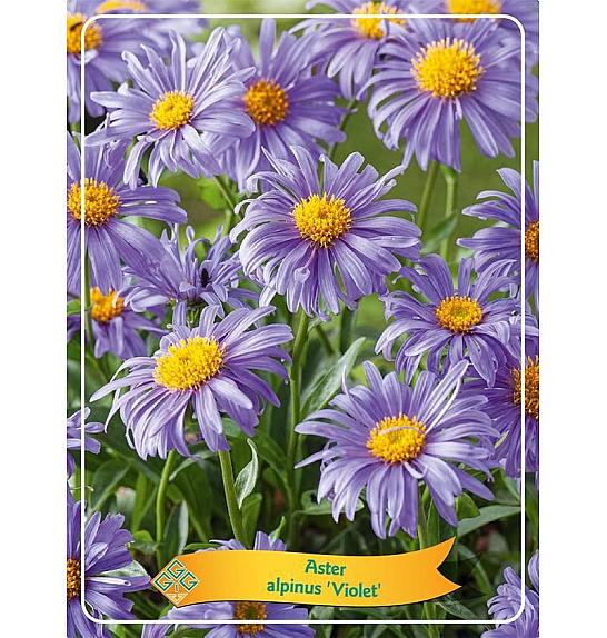 Aster alpinus Violet Ø11