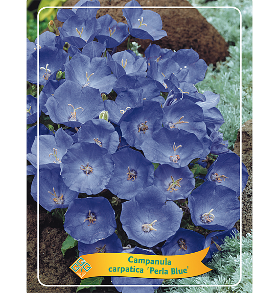 Campanula carpatica Perla Blue Ø11