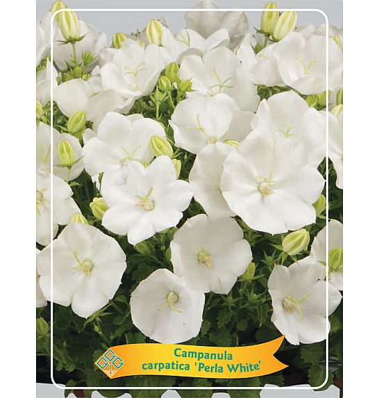 Campanula carpatica Perla White Ø11