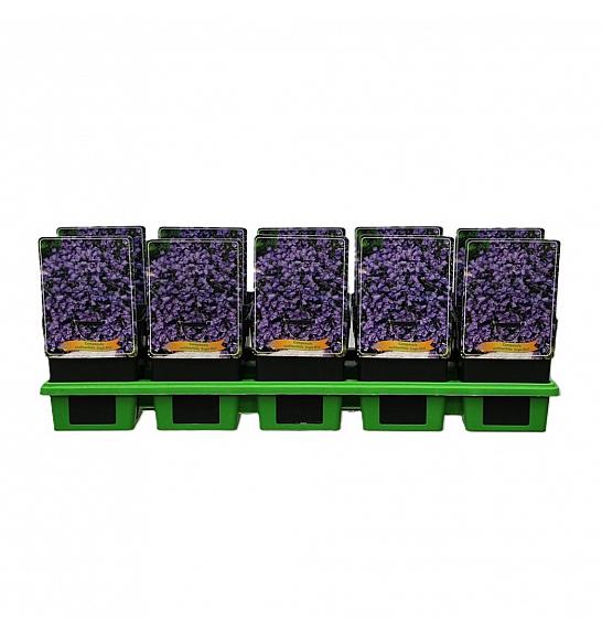 Campanula cochlearifolia Jingle Blue Ø11