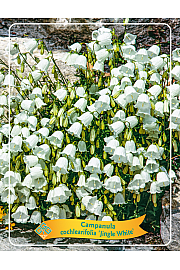 Campanula cochlearifolia Jingle White Ø11