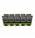 Aquilegia caerulea Spring magic® Blue & White Ø11