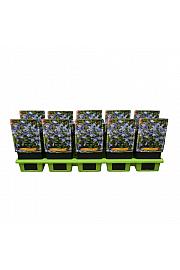 Aquilegia caerulea Spring magic® Blue & White Ø11