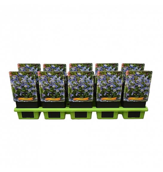 Aquilegia caerulea Spring magic® Blue & White Ø11