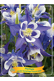 Aquilegia caerulea Spring magic® Navy & White Ø11