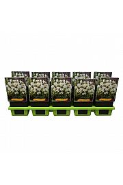 Aquilegia caerulea Spring Magic® White Ø11