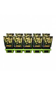 Aquilegia caerulea Spring Magic® Yellow Ø11