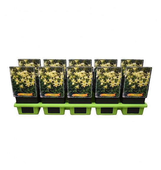 Aquilegia caerulea Spring Magic® Yellow Ø11