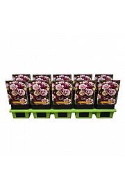 Aquilegia vulgaris Winky Double Red & White Ø11