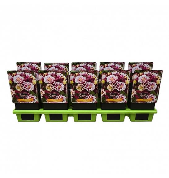 Aquilegia vulgaris Winky Double Red & White Ø11