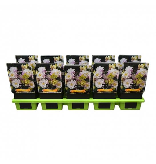 Aquilegia vulgaris Winky Double Rose & White Ø11