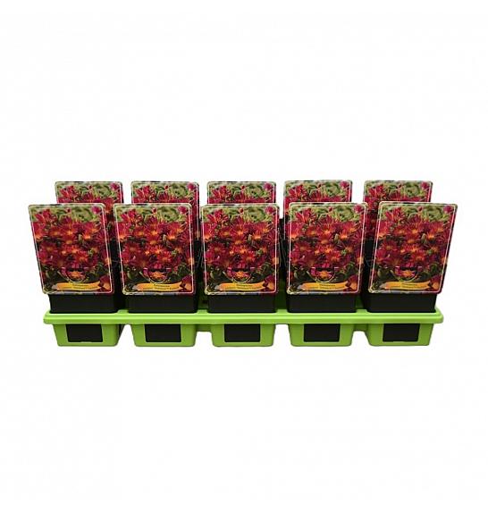 Delosperma cooperi Delmara Fuchsia Ø11