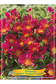 Delosperma cooperi Delmara Fuchsia Ø11