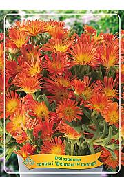 Delosperma cooperi Delmara Orange Ø11