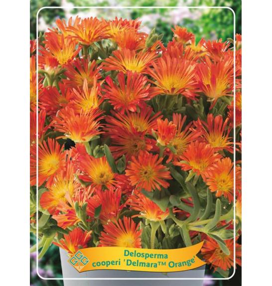 Delosperma cooperi Delmara Orange Ø11