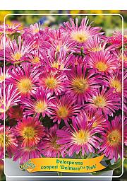 Delosperma cooperi Delmara Pink Ø11