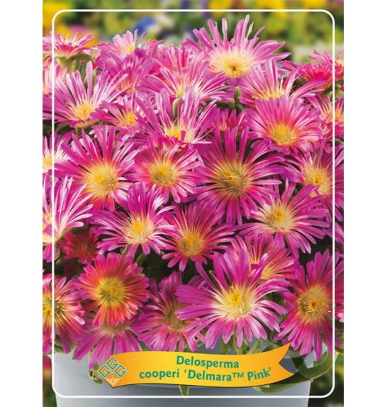 Delosperma cooperi Delmara Pink Ø11
