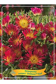 Delosperma cooperi Delmara Red Ø11