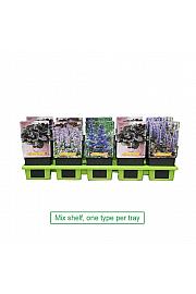 Ajuga reptans Black Scallop Ø11