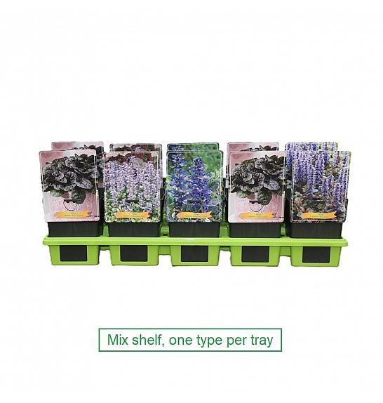 Ajuga reptans Black Scallop Ø11
