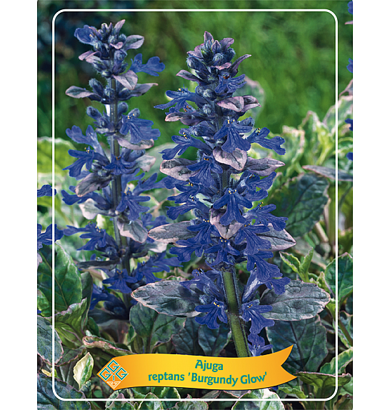 Ajuga reptans Burgundy Glow Ø11