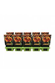 Helenium Can Can Ø11