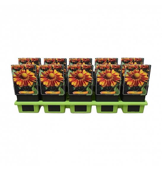 Helenium Can Can Ø11
