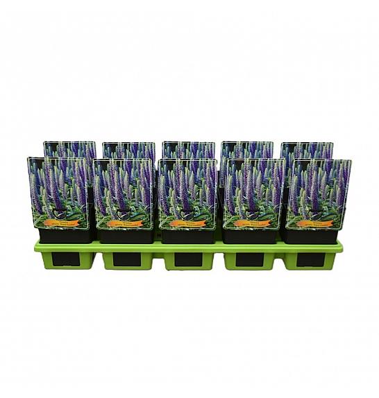 Veronica spicata Royal Candles Ø11