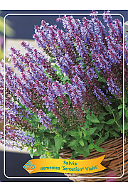 Salvia nemorosa Sensation Violet Ø11
