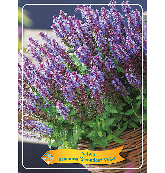 Salvia nemorosa Sensation Violet Ø11