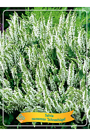 Salvia nemorosa Schneehügel Ø11