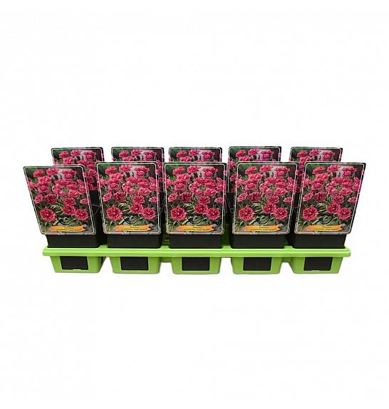 Dianthus caryophyllus Code Bicolour Ø11