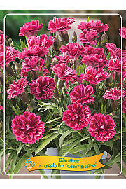 Dianthus caryophyllus Code Bicolour Ø11