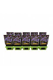 Geranium himalayense Baby Blue Ø11