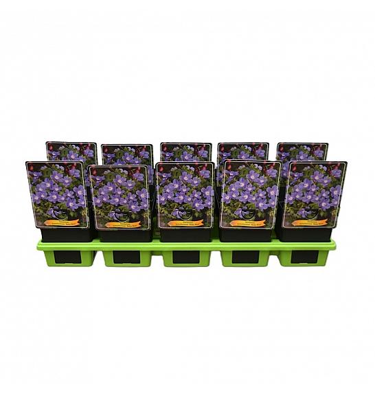 Geranium himalayense Baby Blue Ø11