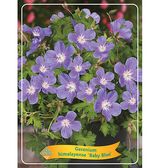 Geranium himalayense Baby Blue Ø11