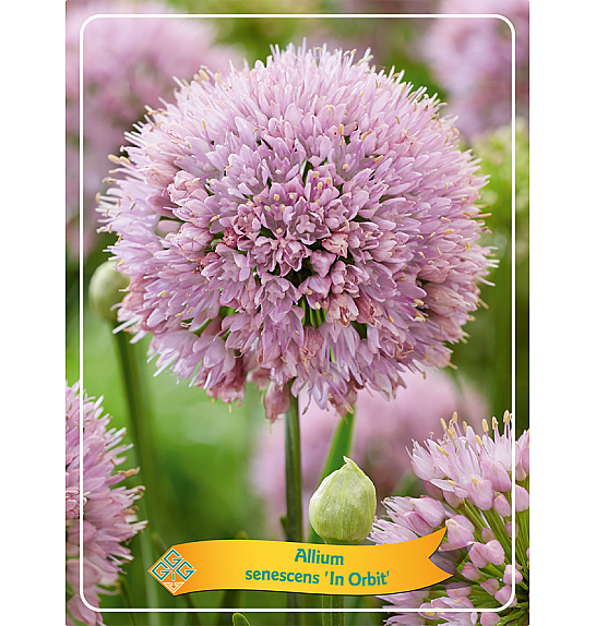 Allium senescens In Orbit Ø11