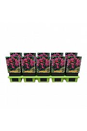 Anemone hybrida Hadspen Abundance Ø11