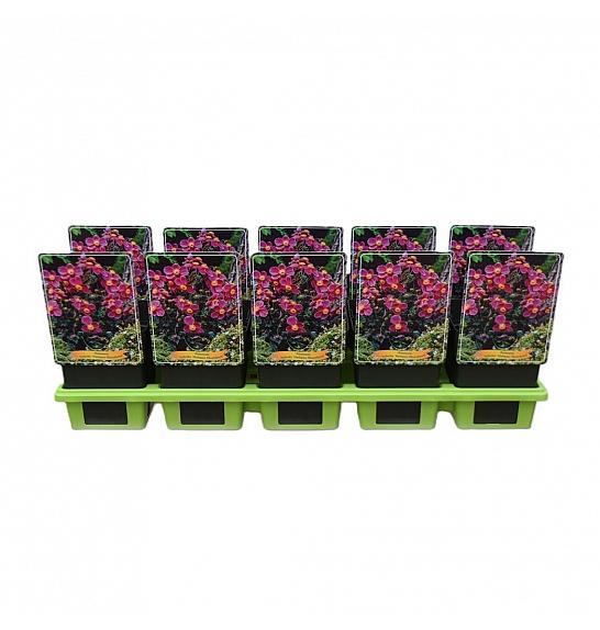 Anemone hybrida Hadspen Abundance Ø11
