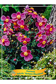 Anemone hybrida Hadspen Abundance Ø11
