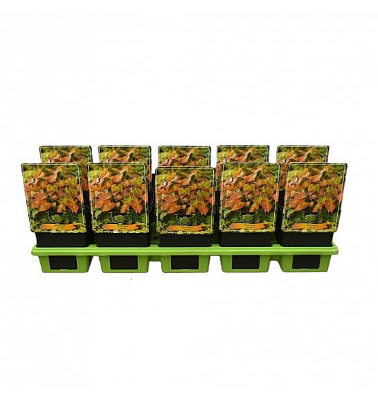 Epimedium rubrum Ø11