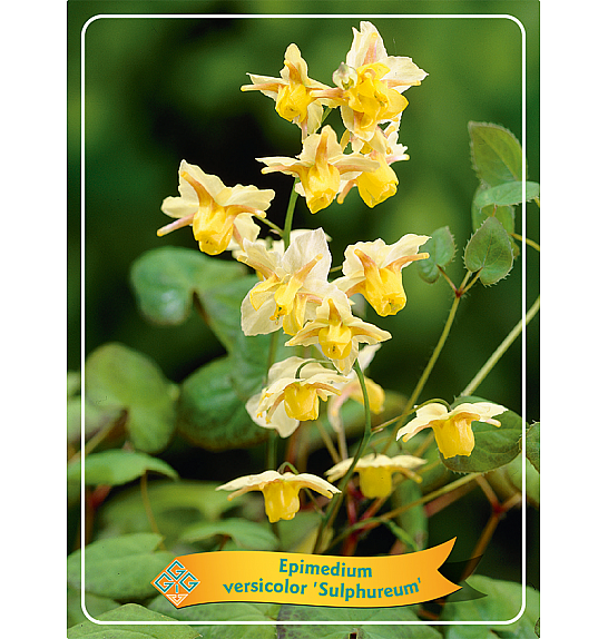Epimedium versic. Sulphureum Ø11