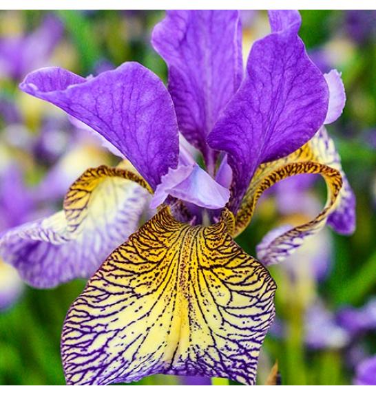 Iris sibirica Pennywhistle Ø11