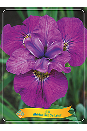 Iris sibirica See Ya Later Ø11