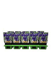 Iris sibirica Cote dAzur Ø11